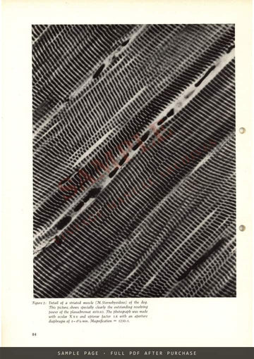 Zeiss Werkzeitschrift No. 13, September 1954 – English Edition – sample page 3 (watermarked preview)