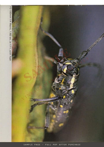 Canon FD Interchangeable Lenses – Brochure, English – sample page 3 (watermarked preview)