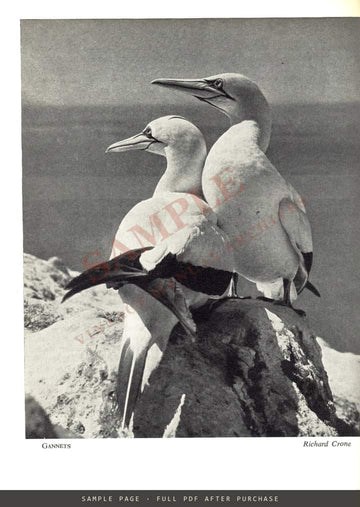 Rollei Manual, 5th Edition – The Complete Book of Twin-Lens Photography by Alec Pearlman – sample page 4 (watermarked preview)
